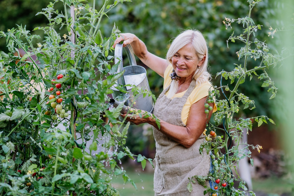 A senior woman watering cherry tomatoes in her backyard garden.